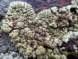 Lecanora muralis image