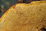 Gloeophyllum odoratum image