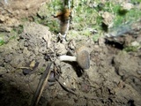 Helvella macropus image