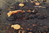 Gloeophyllum odoratum image