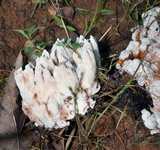 Abortiporus biennis image