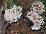 Abortiporus biennis image