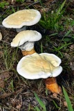 Ganoderma curtisii image