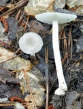 Amanita farinosa image