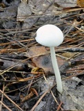Amanita sect. Vaginatae image