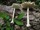 Amanita multisquamosa image