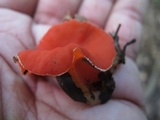 Sarcoscypha occidentalis image