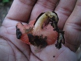 Sarcoscypha occidentalis image