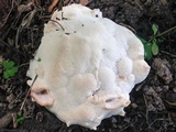 Abortiporus biennis image