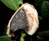 Scleroderma hypogaeum image