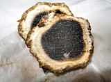 Scleroderma hypogaeum image