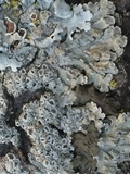 Parmelina coleae image