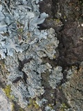 Parmelina coleae image