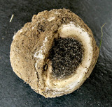 Scleroderma hypogaeum image