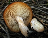 Clitocybe albirhiza image