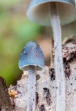 Mycena subcaerulea image