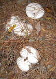 Infundibulicybe geotropa image