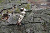 Kuehneromyces marginellus image