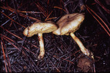 Suillus umbonatus image