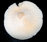 Infundibulicybe geotropa image