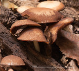 Psathyrella piluliformis image