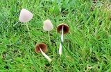 Conocybe apala image