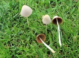 Conocybe apala image