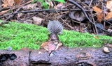 Resupinatus applicatus image