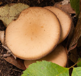 Psathyrella piluliformis image