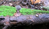 Resupinatus applicatus image