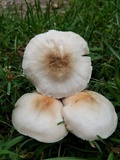 Pluteus petasatus image