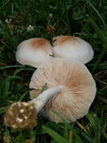 Pluteus petasatus image