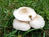 Pluteus petasatus image
