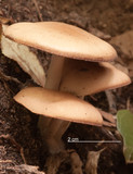 Psathyrella piluliformis image