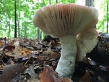Russula vinacea image