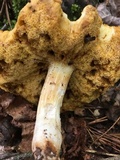 Xanthoconium affine image