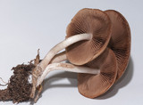 Psathyrella piluliformis image