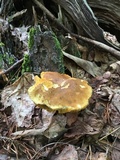 Xanthoconium affine image