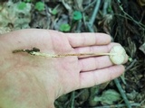 Xerula radicata image