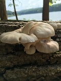 Pleurotus pulmonarius image