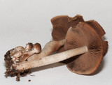 Psathyrella piluliformis image