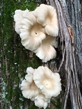 Pleurotus pulmonarius image