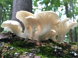 Pleurotus pulmonarius image