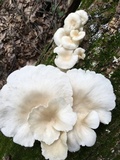 Pleurotus pulmonarius image