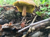 Aureoboletus auriporus image