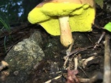 Aureoboletus auriporus image