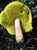 Aureoboletus auriporus image