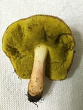 Aureoboletus auriporus image