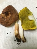 Aureoboletus auriporus image