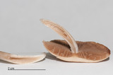 Psathyrella piluliformis image